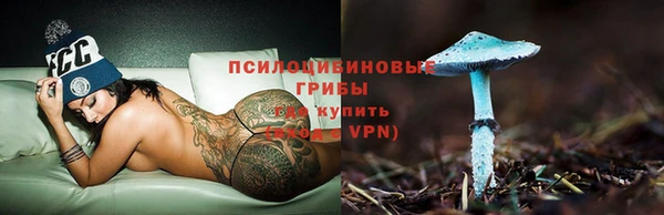 прущие грибы Елабуга