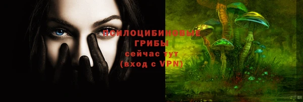 прущие грибы Елабуга